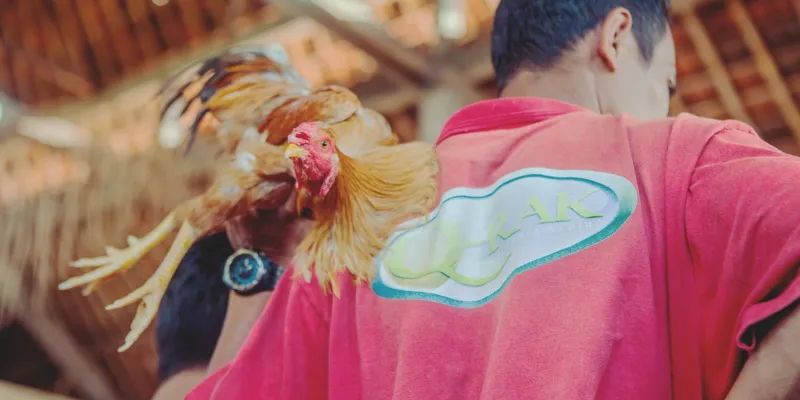 Trực Tiếp Đá Gà C3 - Đấu Trường Kịch Tính Bậc Nhất Tại QQ88 3 Cửa cược quen thuộc giúp nâng cao tỷ lệ chiến thắng cho người chơi