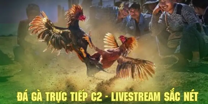 Tham gia cá cược hấp dẫn và theo dõi diễn biến với hình ảnh sắc nét