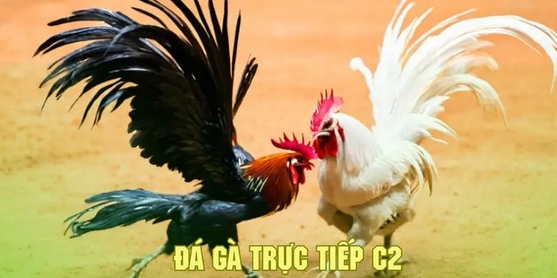 Đá gà trực tiếp c2