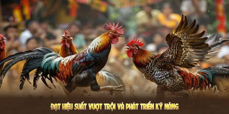 WS168 Đá Gà QQ88 - Nơi Hội Tụ Những Kê Thủ Đam Mê Chọi Kê 2 Nắm rõ hướng dẫn đặt cược tại WS168 đá gà để đạt hiệu suất vượt trội