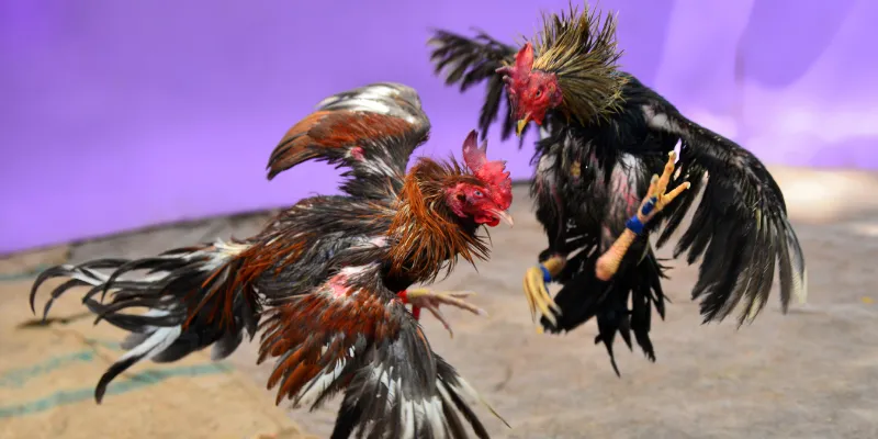 Trực Tiếp Đá Gà C3 - Đấu Trường Kịch Tính Bậc Nhất Tại QQ88 2 Một trận đấu mang đến các giai đoạn vô cùng chuyên nghiệp